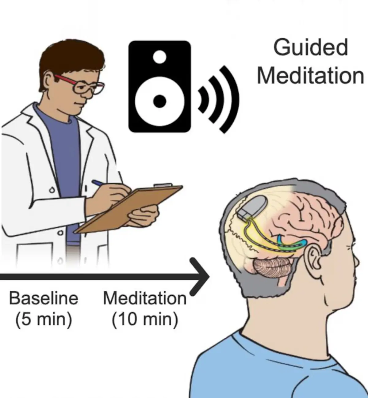Diagrama científico: la amígdala y el hipocampo — cerebro emocional